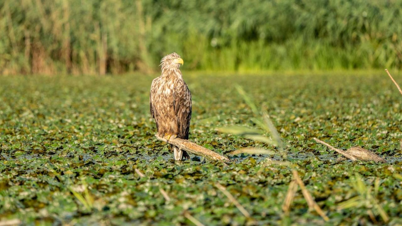 Pension Sharaiman Dunavăţu de Jos Exteriér fotografie